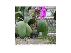 上海温室育苗网，北京花卉养花网