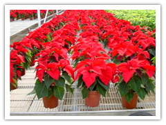 湖南大棚苗床网%%苗床网片报价