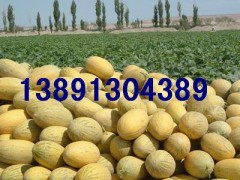 陕西大棚哈密瓜基地/黑无籽西瓜产地/小甜瓜价格