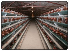 保温鸡舍杜绝了细菌增长 保温鸡舍杜绝了细菌增长