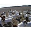 养殖鲁西南优良品种种羊 肉羊