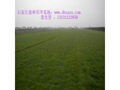 【河北草坪】哪里的最好最多去选择【栾城草坪】