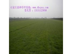 供应草坪种植与养护河北栾城栾城草坪