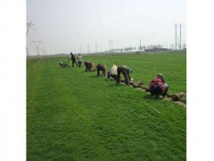 草坪供应 河北草坪销售基地