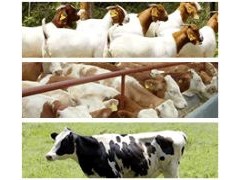 波尔山羊养殖场 小尾寒羊养殖场 种羊销售 肉羊品种 白山羊