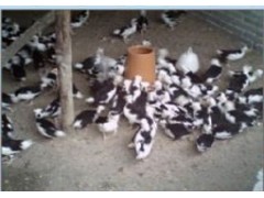 广东贵妃鸡苗批发，贵妃鸡养殖前景，成活率高