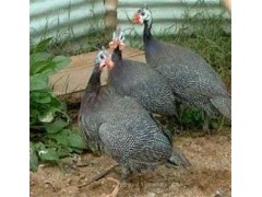 广东哪里有珍珠鸡苗，珍珠鸡养殖，品种好