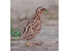 广东鹧鸪养殖场，广东鹧鸪苗，鹧鸪养殖前景