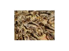 广东优质鹌鹑苗，鹌鹑苗厂家，成活率高