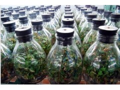 供应金线莲瓶苗 福建品种 台湾品种  金线莲组培苗 供应金线莲瓶苗 福建品种 台湾品种  金线莲组培苗