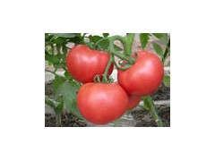 中山专业饭堂承包饭堂供应商饭堂外包