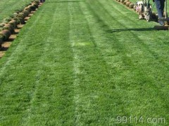 供应石家庄草坪