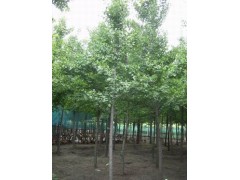 供应6公分银杏实生苗木