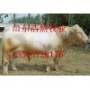 浩然牧业供应优质夏洛莱牛