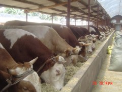 一头小牛犊多少钱 哪里有卖小牛犊的 小牛犊价格