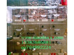 供应鸡鸽兔笼运输笼鹌鹑笼宠物笼狐狸笼食盒饮水器粪板养殖笼具设备