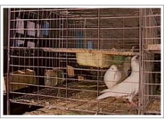鸡鸽兔笼鸡笼鸽笼兔笼 鸡鸽兔笼鸡笼鸽笼兔笼