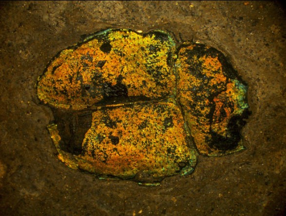 4700万年前奇特甲虫化石：外壳颜色鲜艳未变