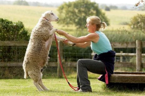 动物趣闻：一只想当牧羊犬的羊