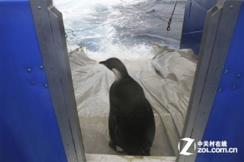 GPS不太靠谱 帝企鹅跟踪半月南极失踪