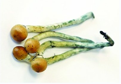 “迷幻蘑菇”大剂量摄入可改变性格