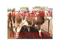 浩然牧业供应优质西门塔尔牛 浩然牧业供应优质西门塔尔牛