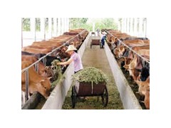 浩然牧业供应优质鲁西黄牛 浩然牧业供应优质鲁西黄牛