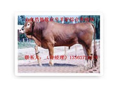 浩然牧业供应优质利木赞牛 浩然牧业供应优质利木赞牛