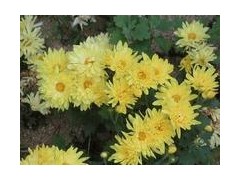 苗木价格，天目琼花，楸树，地被菊