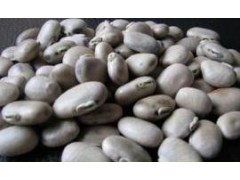 高品质左旋多巴 高品质左旋多巴