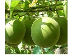 桂林特产罗汉果提取物 桂林特产罗汉果提取物