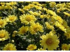 菊花提取物 菊花提取物