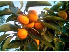 柿子叶提取物 柿子叶提取物