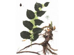 虎杖提取物(白藜芦醇) 虎杖提取物(白藜芦醇)