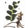 虎杖提取物（白藜芦醇）