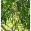 芒果提取物（芒果甙）