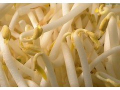 豆芽机 全自动豆芽机器 北京多功能豆芽机 豆芽机价格 豆芽机 全自动豆芽机器 北京多功能豆芽机 豆芽机价格