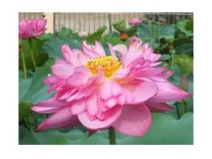 2012最新藕种价格