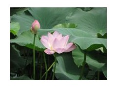 最新莲藕藕种价格