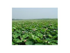 莲藕藕种，观赏莲哪里有