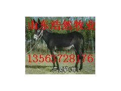 浩然牧业供应优质广灵驴 浩然牧业供应优质广灵驴