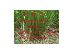 既耐旱又耐涝,防止山体滑坡,退化土壤的恢复,防止水源污染 既耐旱又耐涝,防止山体滑坡,退化土壤的恢复,防止水源污染