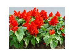 花卉种子 一串红花卉种子