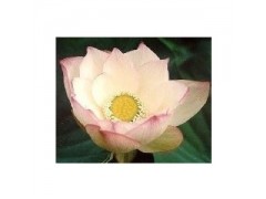 水生植物碗莲花 荷花种子 碗莲种子