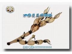 供应莲藕种