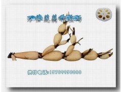 供应莲藕种——新一号
