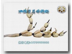 供应莲藕种——鄂莲五号