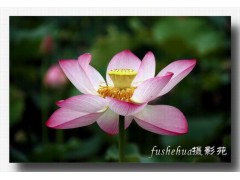 供应各种类型荷花、花莲品种