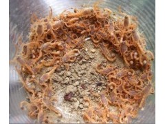 浩丰9号全蝎养殖