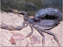 金蝎一号蝎子养殖